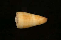 藏品(焦黃芋螺)的圖片